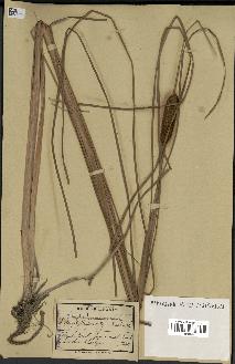 spécimen de Typha stenophylla