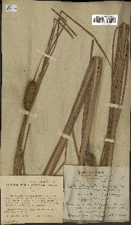spécimen de Typha stenophylla