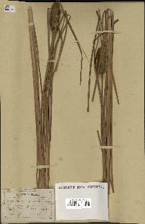 spécimen de Typha stenophylla
