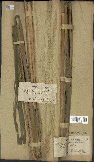 spécimen de Typha latifolia x angustata