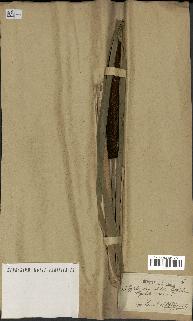 spécimen de Typha latifolia x angustata
