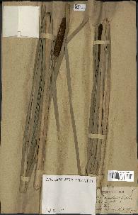 spécimen de Typha latifolia x angustata