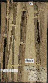 spécimen de Typha latifolia x angustata