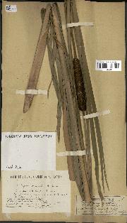 spécimen de Typha latifolia x angustata