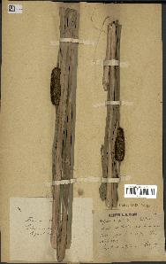 spécimen de Typha latifolia x angustata