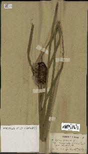 spécimen de Typha latifolia x angustata
