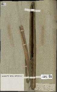 spécimen de Typha latifolia x angustata