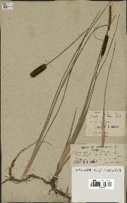 spécimen de Typha minima