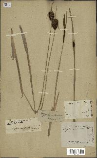 spécimen de Typha minima