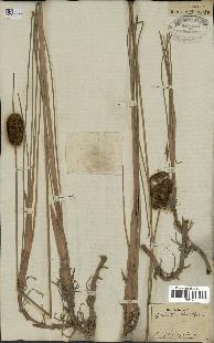 spécimen de Typha minima
