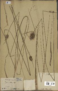 spécimen de Typha minima