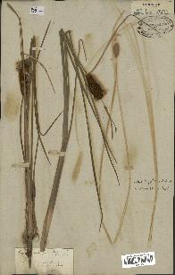 spécimen de Typha minima
