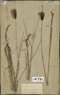 spécimen de Typha minima