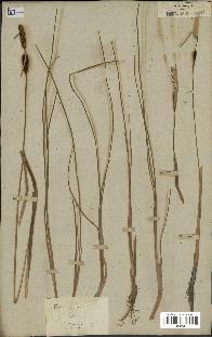 spécimen de Typha minima