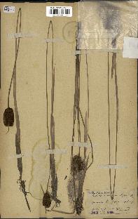 spécimen de Typha minima