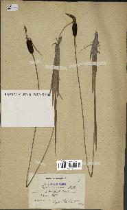 spécimen de Typha minima