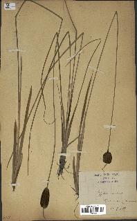 spécimen de Typha minima