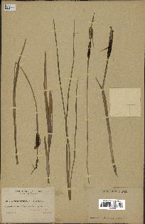 spécimen de Typha minima
