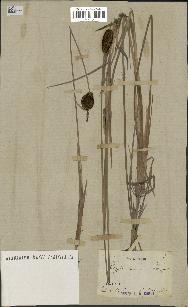 spécimen de Typha minima