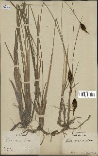 spécimen de Typha minima