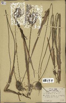 spécimen de Typha minima