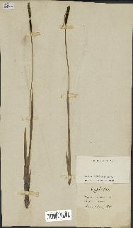 spécimen de Typha minima