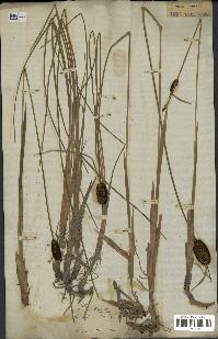 spécimen de Typha minima