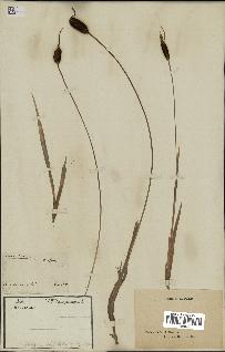 spécimen de Typha minima