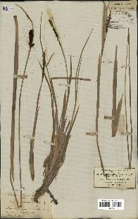 spécimen de Typha minima