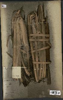 spécimen de Typha angustifolia