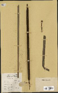 spécimen de Typha angustifolia