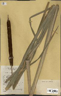 spécimen de Typha angustifolia