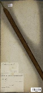 spécimen de Typha angustifolia