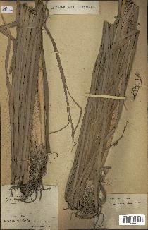 spécimen de Typha angustifolia