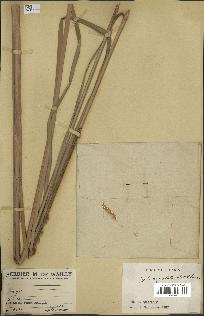 spécimen de Typha angustata