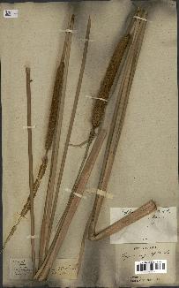 spécimen de Typha angustata