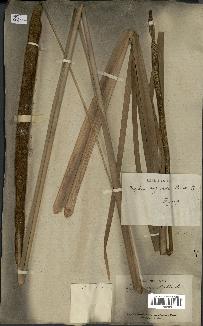 spécimen de Typha angustata