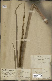 spécimen de Typha angustata