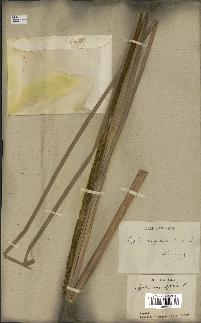 spécimen de Typha angustata