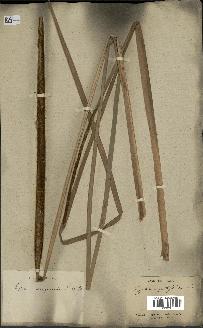 spécimen de Typha angustata