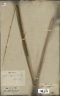 spécimen de Typha angustata