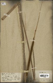 spécimen de Typha angustata