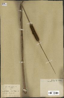 spécimen de Typha angustata