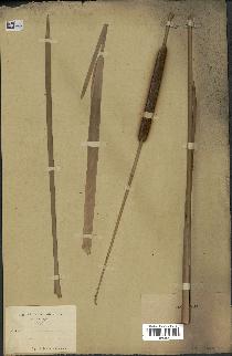 spécimen de Typha angustata