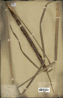 spécimen de Typha angustata