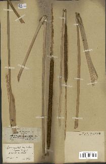 spécimen de Typha angustata