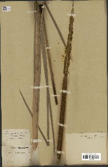 spécimen de Typha angustata