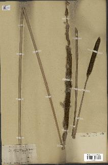 spécimen de Typha angustata