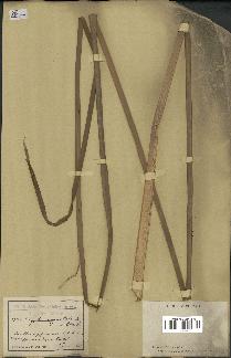 spécimen de Typha angustata