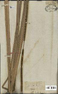 spécimen de Typha angustata
